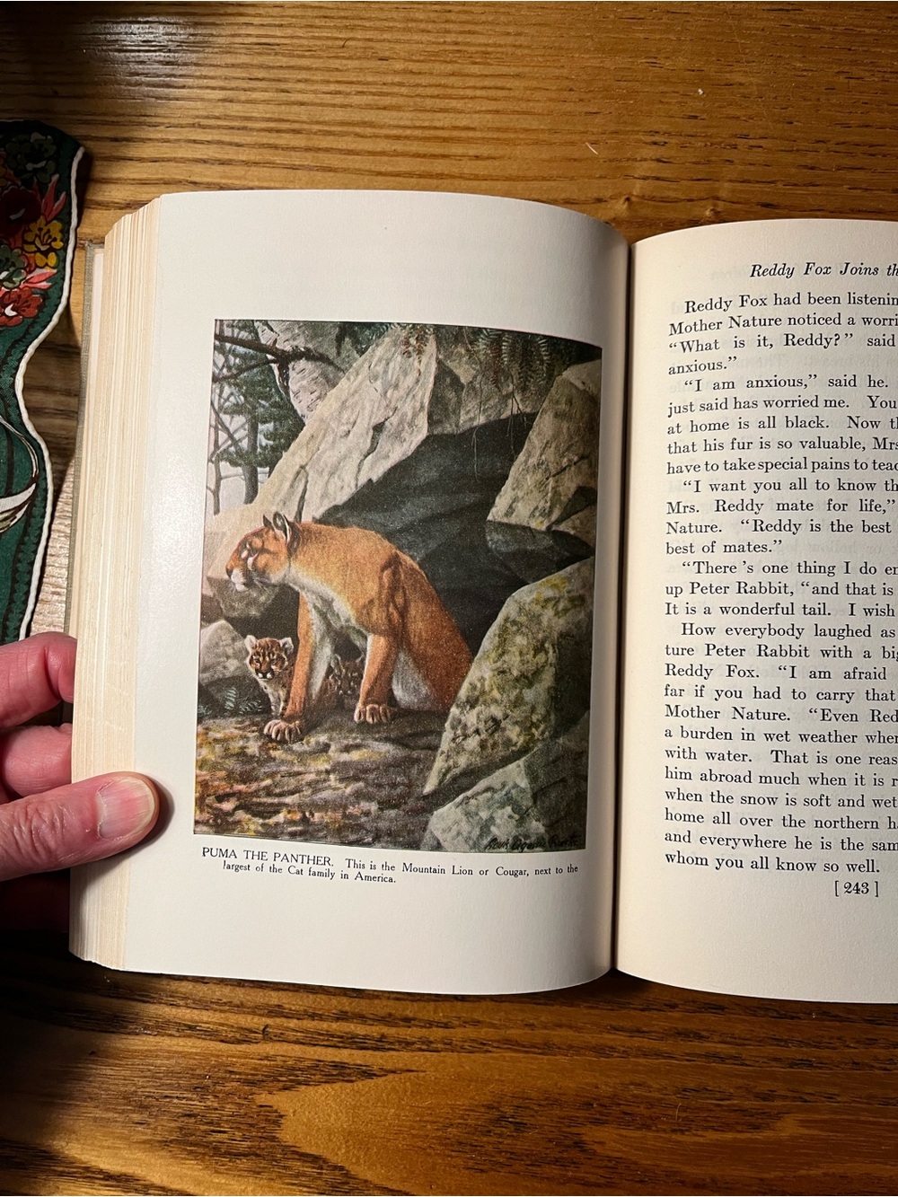 1920 Burgess Animal Book for Children - Hardcover color bookplates - Picture 6 of 16